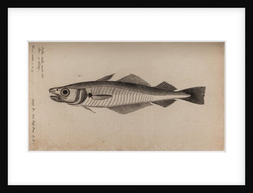 Whiting by Unknown