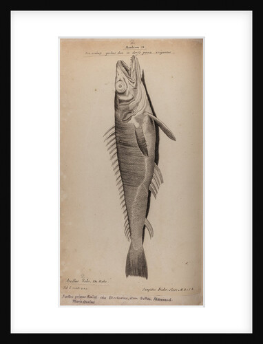 Hake by Unknown