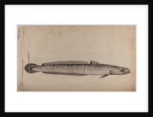 Common ling by Unknown