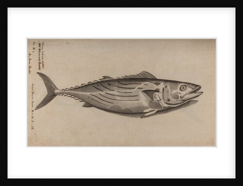 Bowfin by Unknown