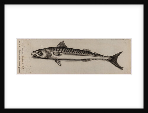 Atlantic horse mackerel by Unknown