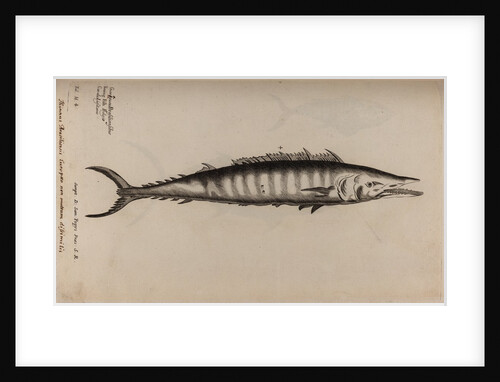 King mackerel by Unknown