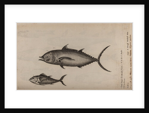 Albacore by Unknown
