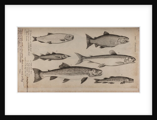 Various fish specimens by Unknown