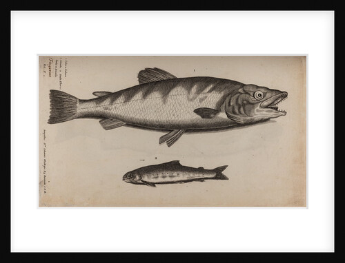 Atlantic salmon by Unknown