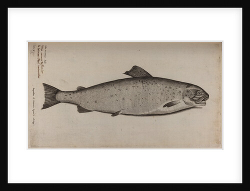 Brown trout by Unknown