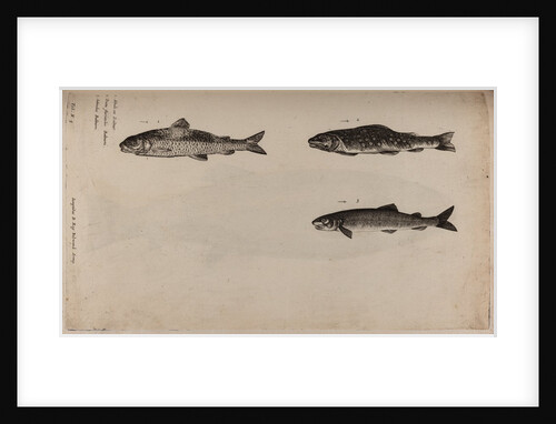 Three fish species by Unknown