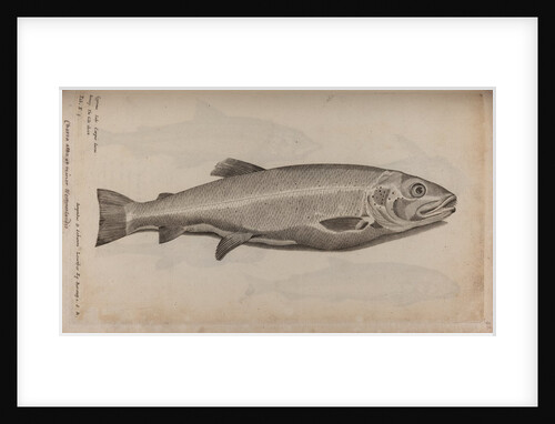 European carp by Unknown