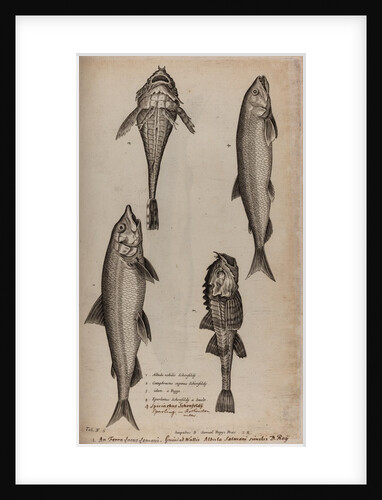 Various fish specimens by Unknown