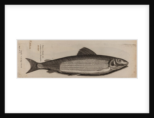 Grayling by Unknown