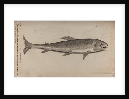 Salmonidae by Unknown