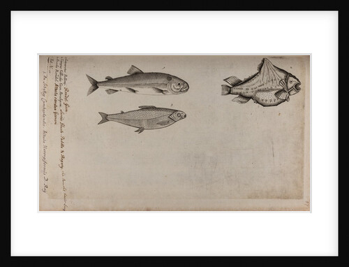 Various fish specimens by Unknown