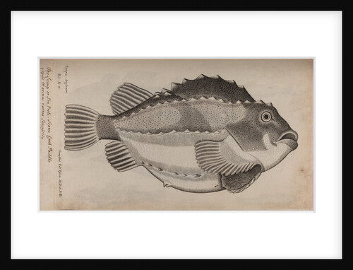 Lumpfish by Unknown