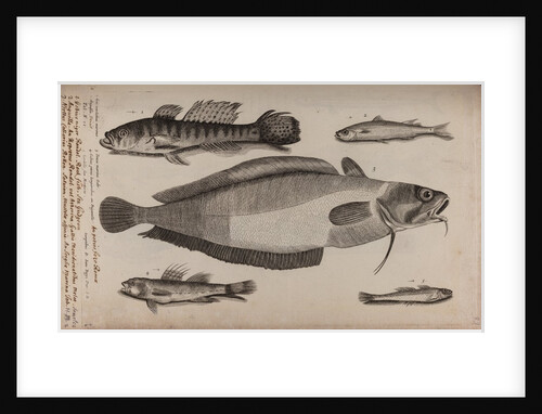 Various fish specimens by Unknown