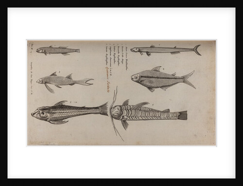 Various fish specimens by Unknown