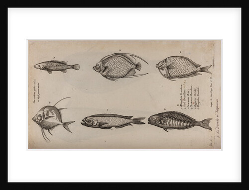 Various fish specimens by Unknown