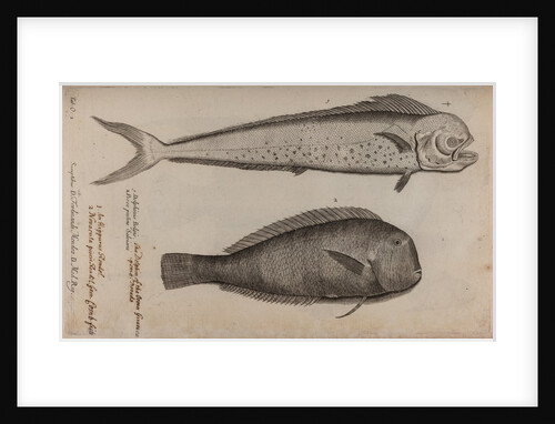 Dolphinfish and combfish by Unknown