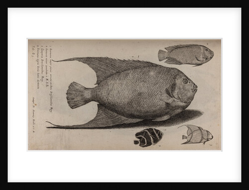 Various fish specimens by Unknown