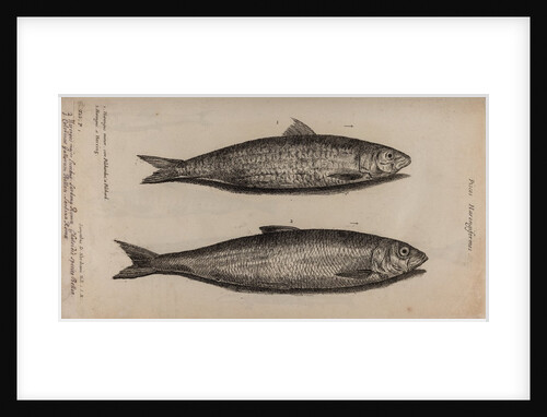 Herring by Unknown