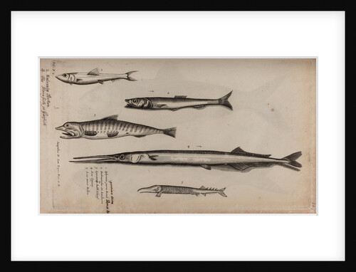 Various fish specimens by Unknown