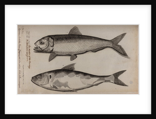 Shad by Unknown