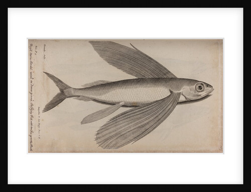 Flying fish by Unknown