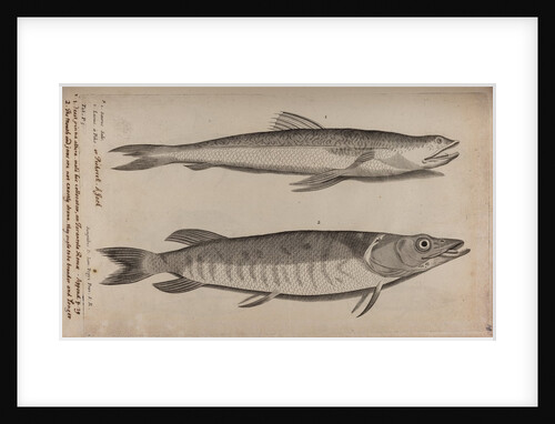 Lizardfish and pike by Unknown