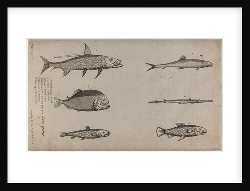 Various fish specimens by Unknown