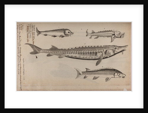 Various fish specimens by Unknown