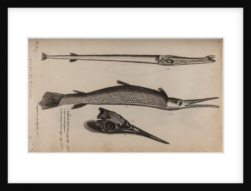 Needlefish and garfish by Unknown
