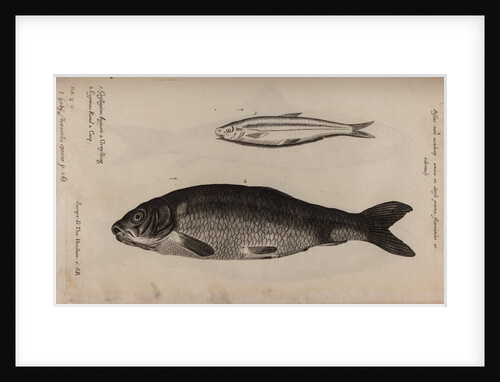 Greyling and carp by Unknown
