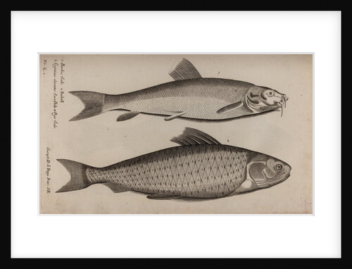 Barbel and carp by Unknown