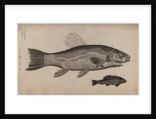Tench by Unknown