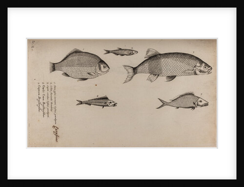Various fish specimens by Unknown