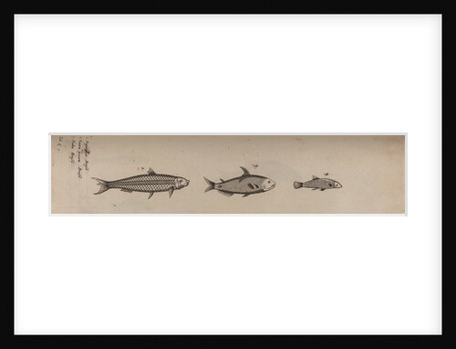 Various fish specimens by Unknown
