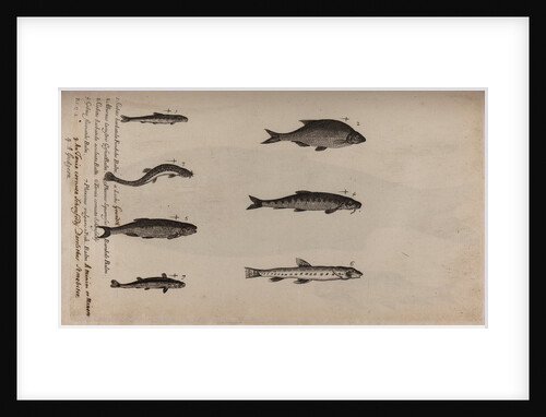 Various fish specimens by Unknown
