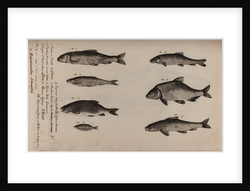 Various fish specimens by Unknown