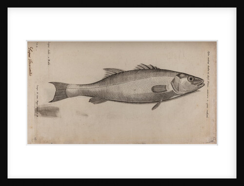 Bass by Unknown