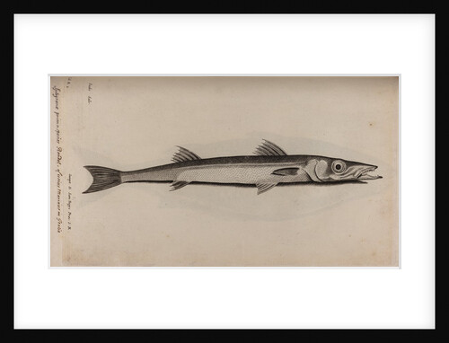 Barracudina by Unknown