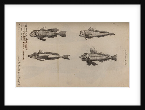 Various fish specimens by Unknown