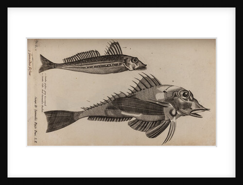 Gurnard by Unknown