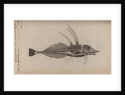 Piper gurnard by Unknown