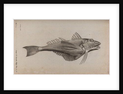 Tub gurnard by Unknown