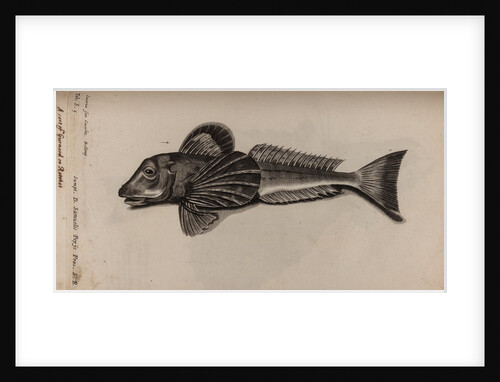 Gurnard by Unknown