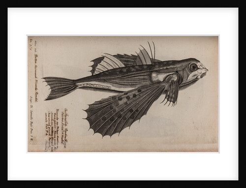 Flying fish by Unknown