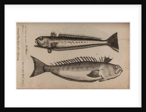 Weeverfish by Unknown