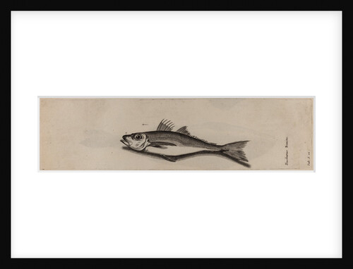 Mackerel by Unknown