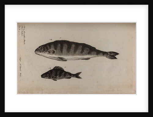 Perch by Unknown