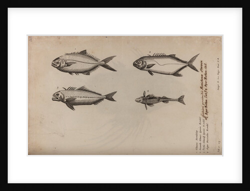 Gobioninae by Unknown