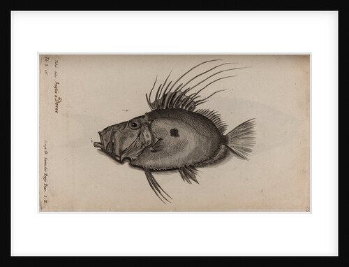 John dory by Unknown